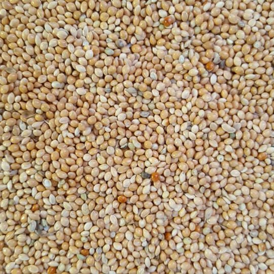 Yellow Millet Pak Arab International