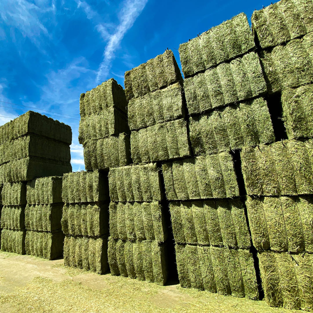 animal feed