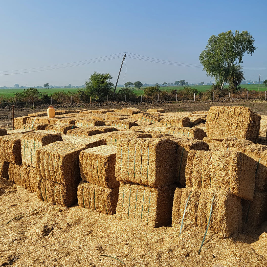wheat straw in pakistan