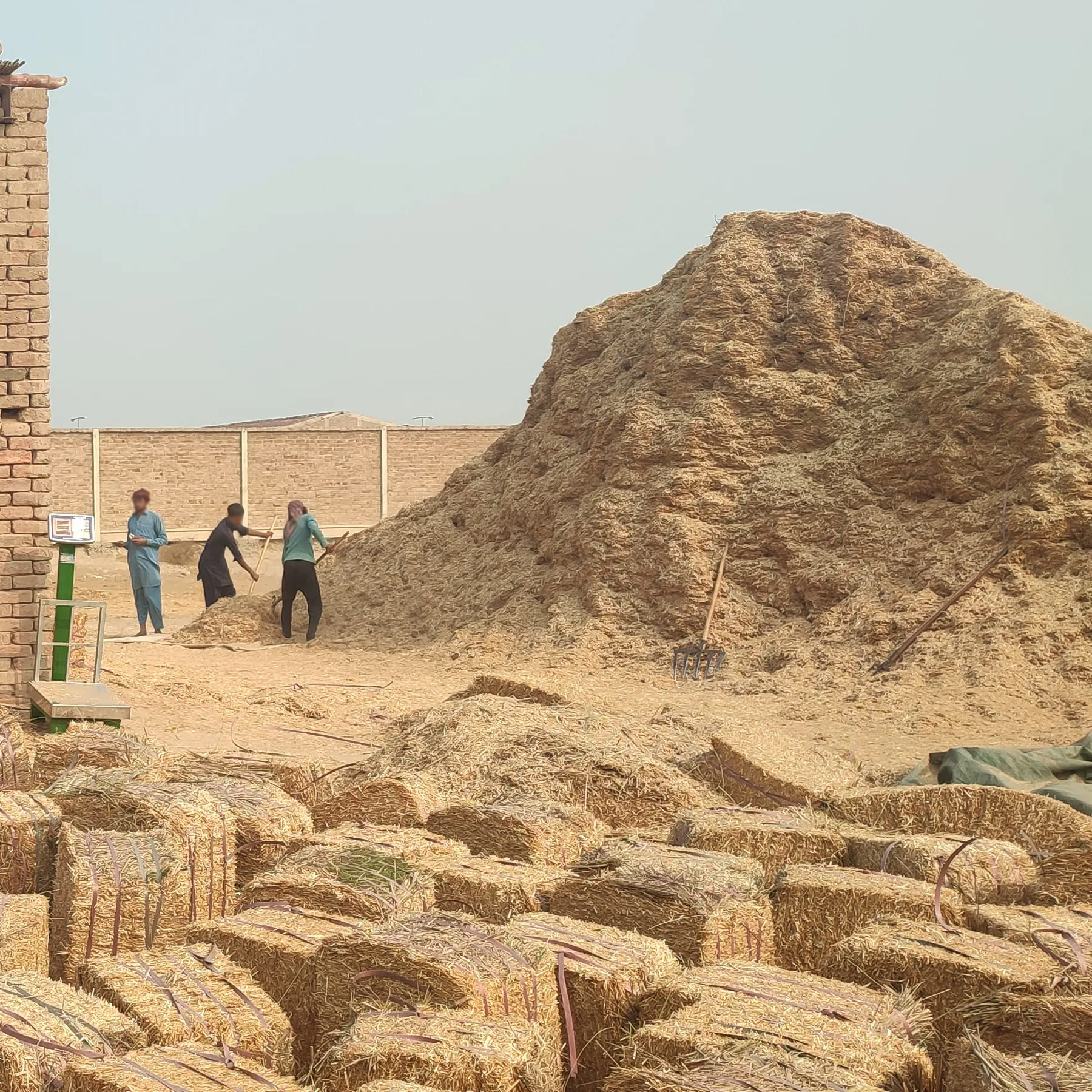 wheat straw in pakistan